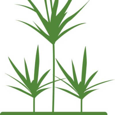 Plants 5 Thumbnail